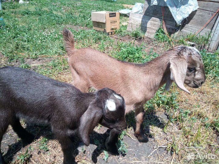 Козлята, телки