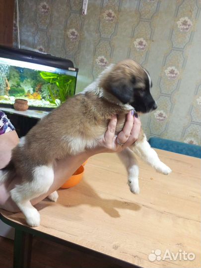 Отдам бесплатно щенки