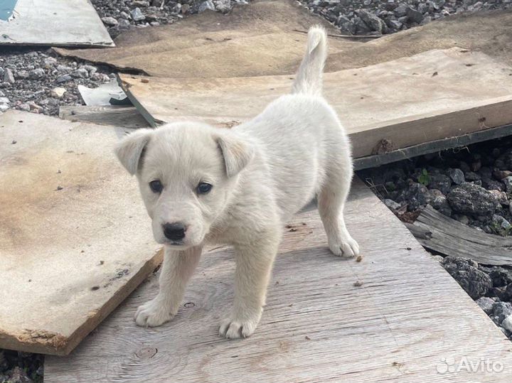 Щенки 3 недели добрым людям