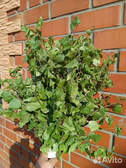 Зверобой, мята, берёзовые веники