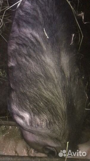 Вьетнамский вислобрюхий поросенок