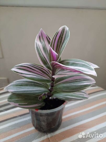 Традесканция розовая