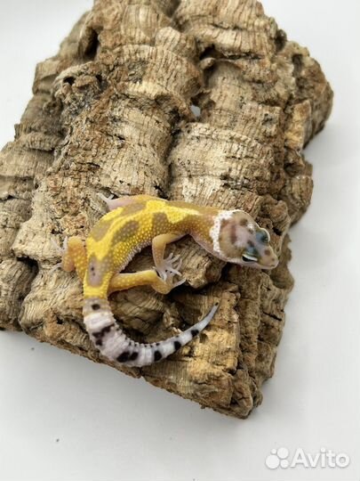 Эублефар малыши