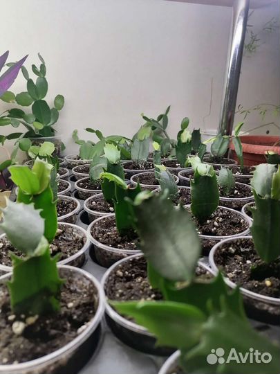 Шлюмбергера (декабрист)