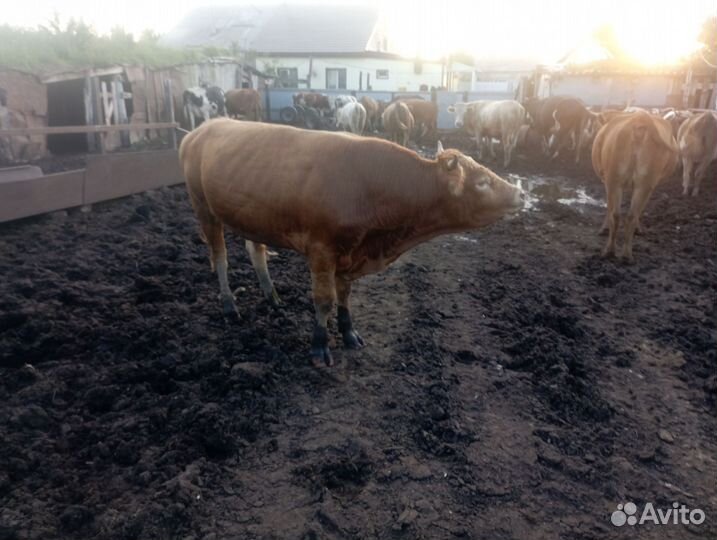 Бык на племя лимузин. Возраст 1,6