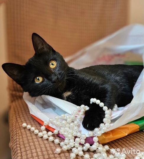 Желтоглазая пуговка Черника