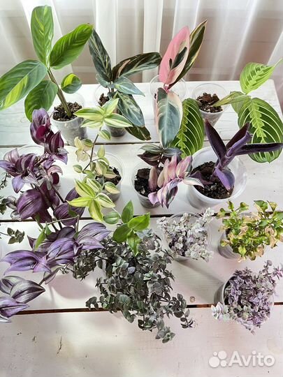 Традесканции сортовые