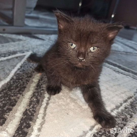 Котята бесплатно