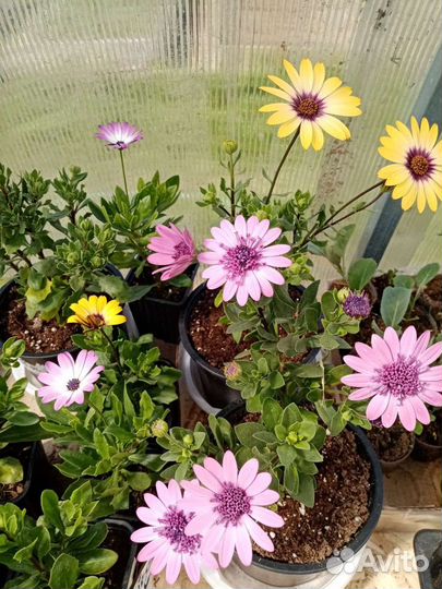 Рассада цветов