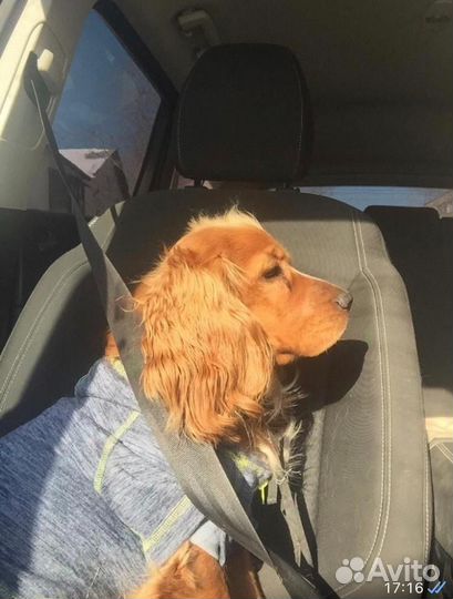 Передержка собак в домашних условиях