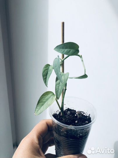 Комнатные растения