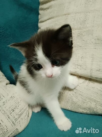 Кошка в дар бесплатно