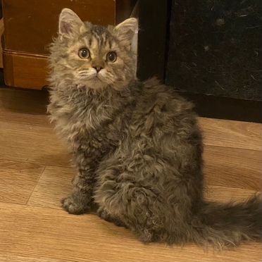 Ламбкин, взрослый кот