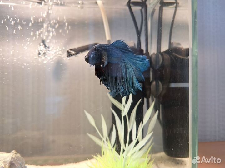 Аквариум 15л с рыбками