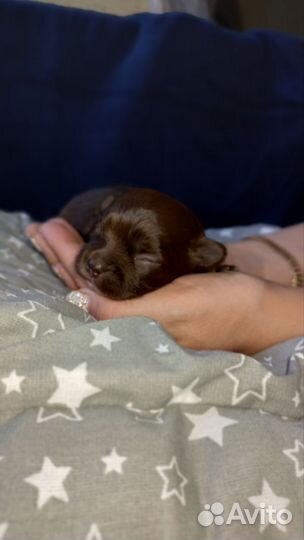 Щенки чихуахуа