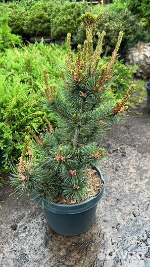 Сосна ирибун