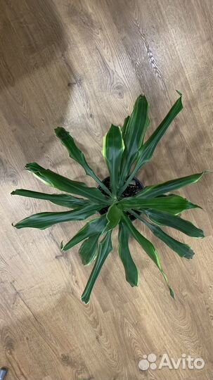 Комнатные цветы драцена