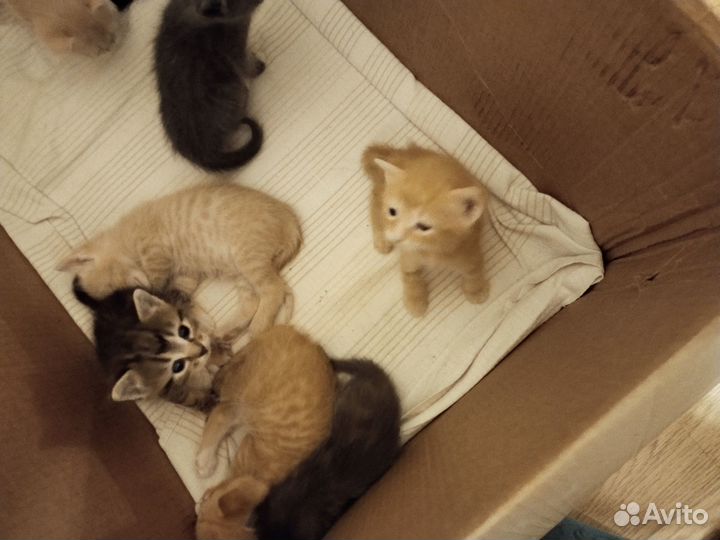 В добрые руки