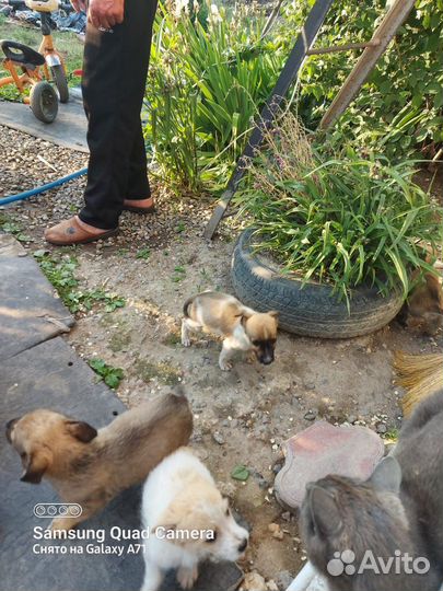 Щенята в добрые руки