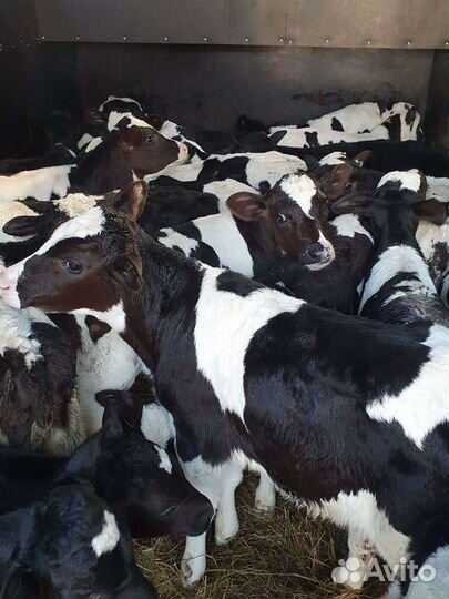 Телята бычки