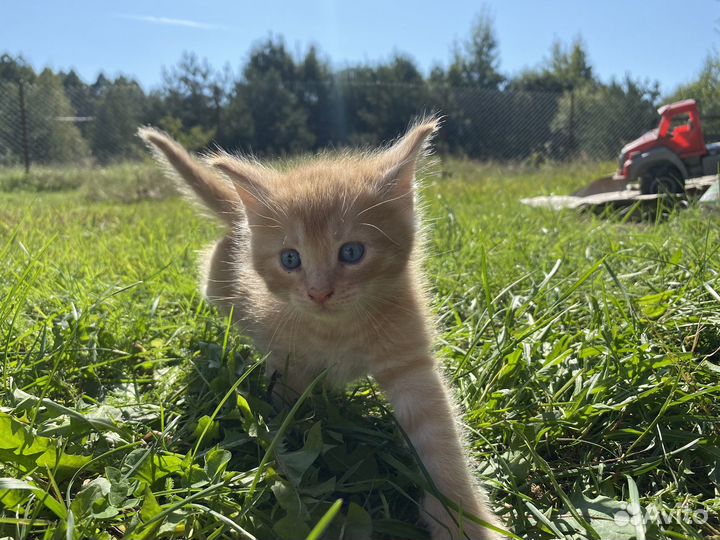 Котята отдам бесплатно