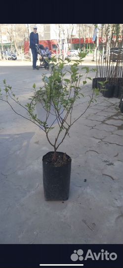 Декоративные кустарники