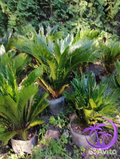 Пальма Цикас большая