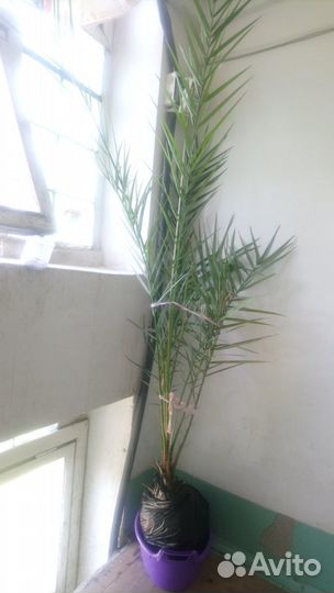 Финиковая пальма (Phoenix)