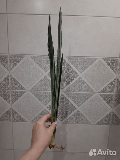 Сансевиерия Бентель