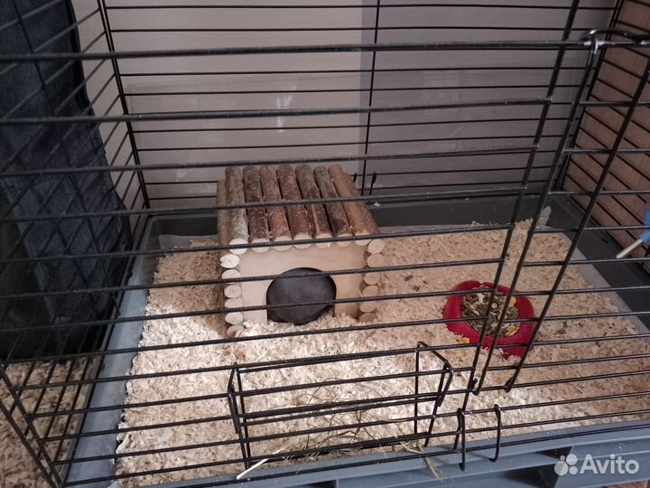 Морская свинка скинни с клеткой