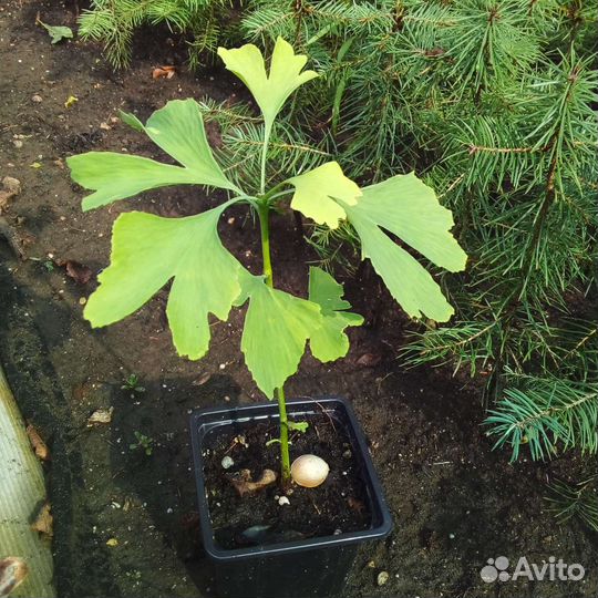 Гинкго билоба