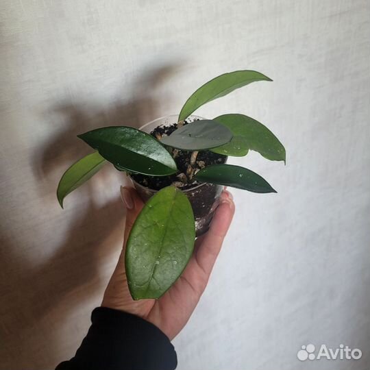 Хойя карноза