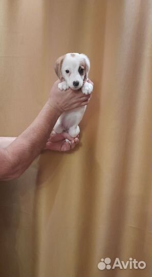 Джек рассел терьер