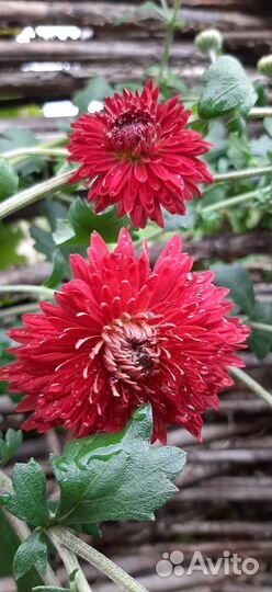 Хризантемы