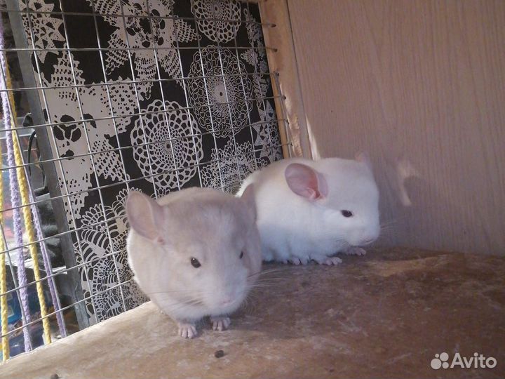 Шиншиллята