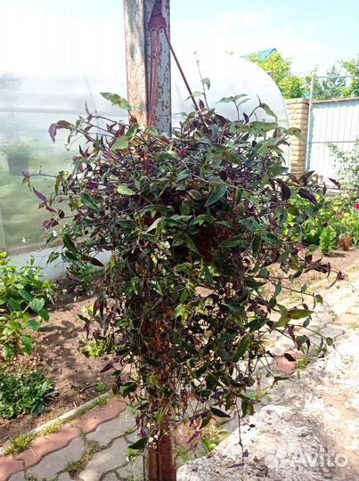 Традесканция гибридная кашпо