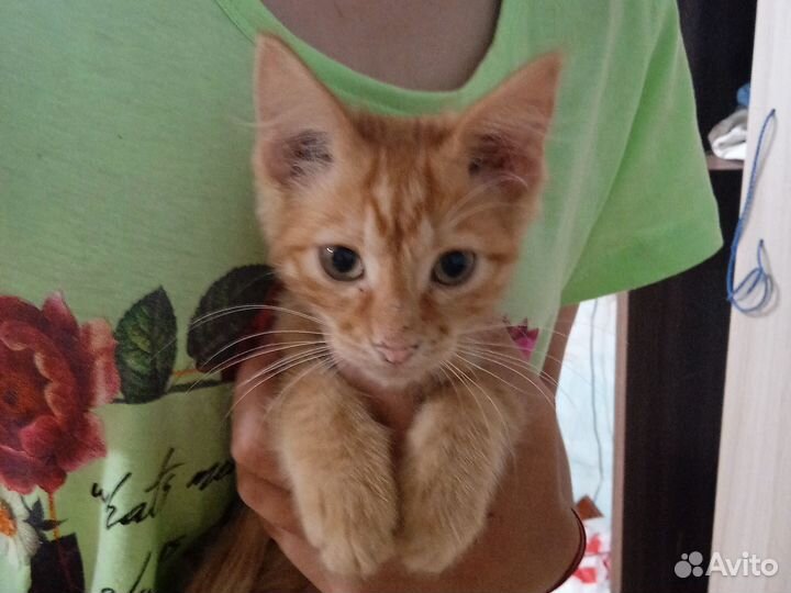 Кошки и кот в добрые руки