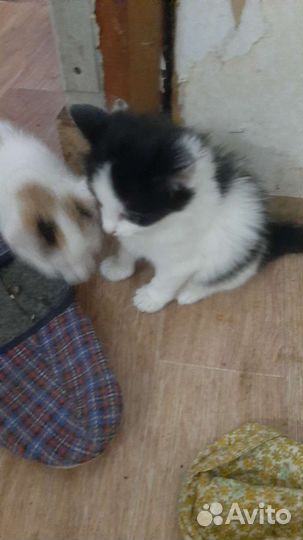 Домашние животные кошки