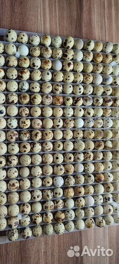 Перепелята