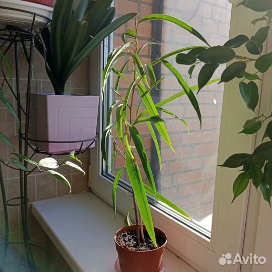 Фикус Али,Бенжамина