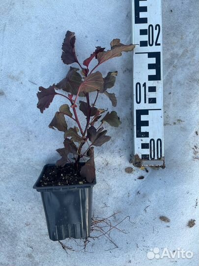 Пузыреплодник калинолистный р9 опт