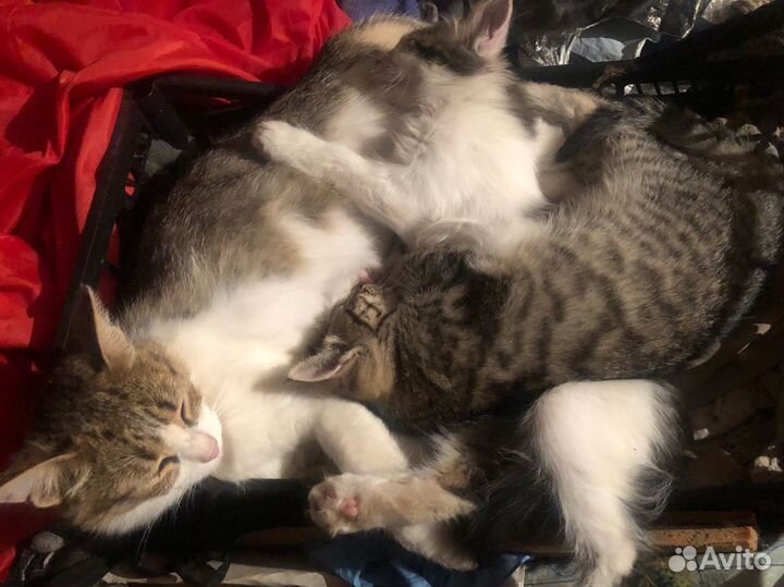 Котята в добрые руки