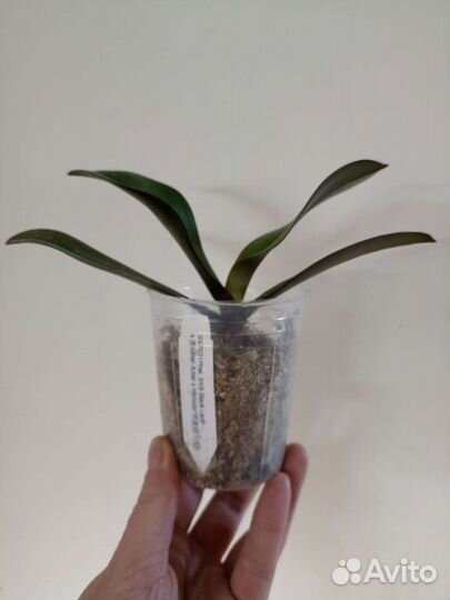 Phal. SKB Black Lace x (Brother Amar x Heliodor