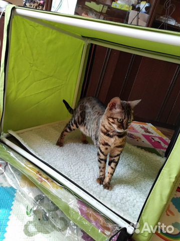 Выставочная палатка