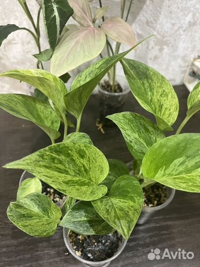 Комнатные растения