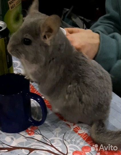 Шиншилла н кпа