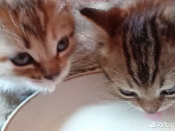 Кошка и котик