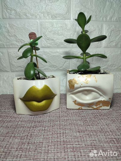 Толстянка в кашпо. Фиалки