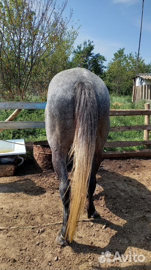 Продаю кабылу