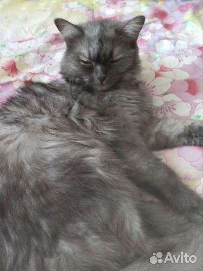 Кошки в добрые руки бесплатно